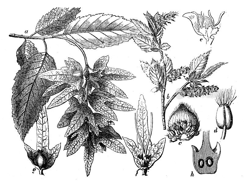 古董雕刻插图:桦木Carpinus betulus，欧洲角梁
